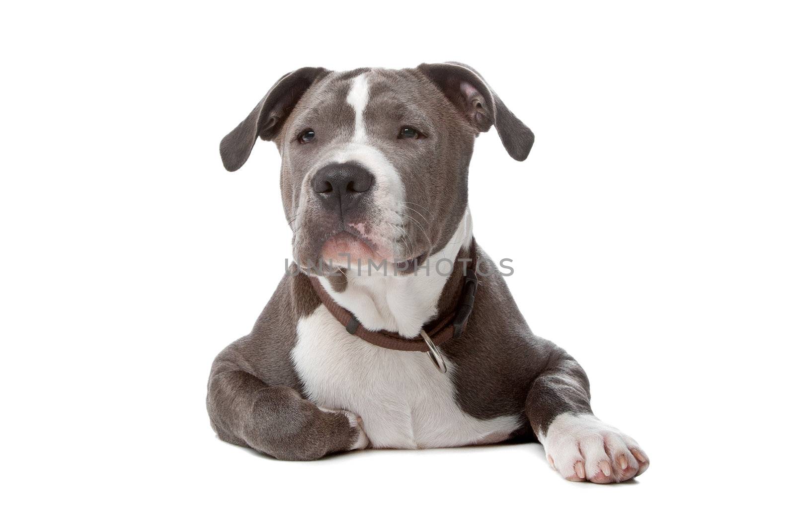 american staffordshire bull terrier isolated on a white background