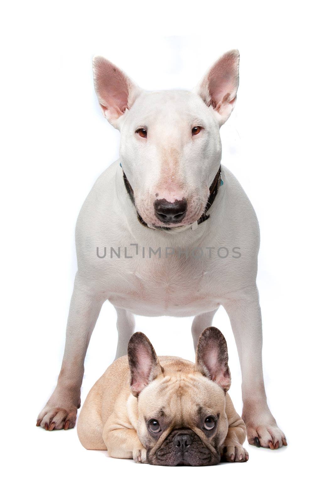 A white bull terrier and a French bulldog on a white background