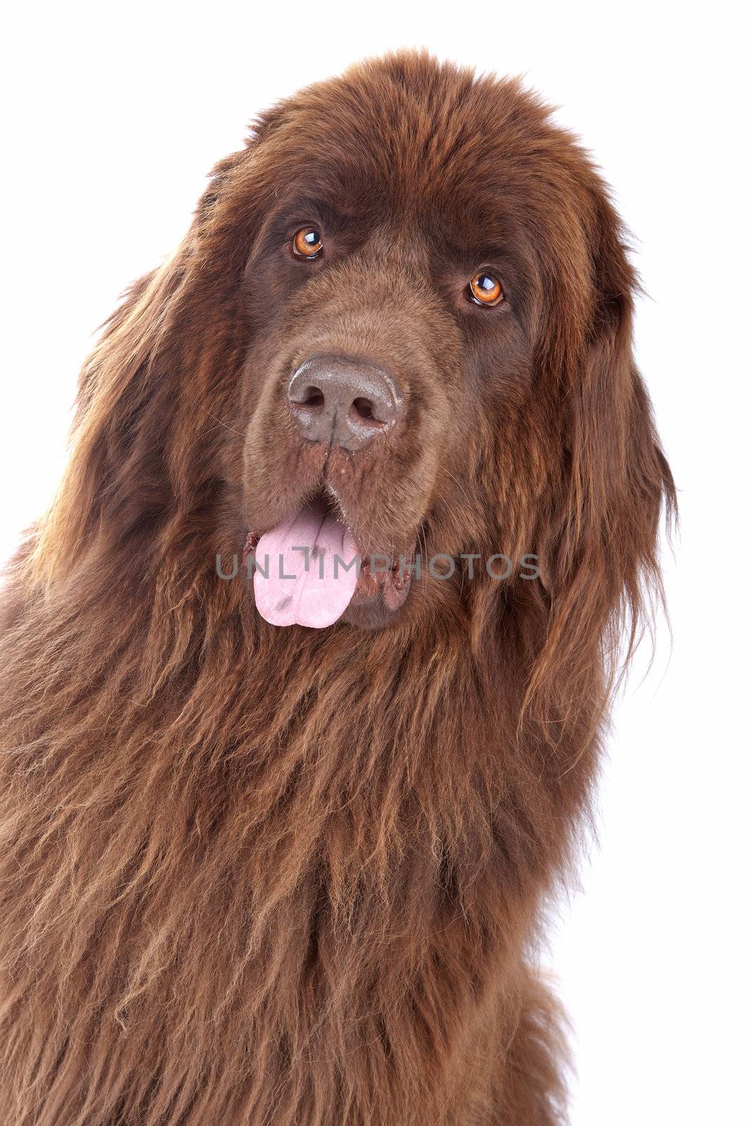 Brown Newfoundland dog isolated on white