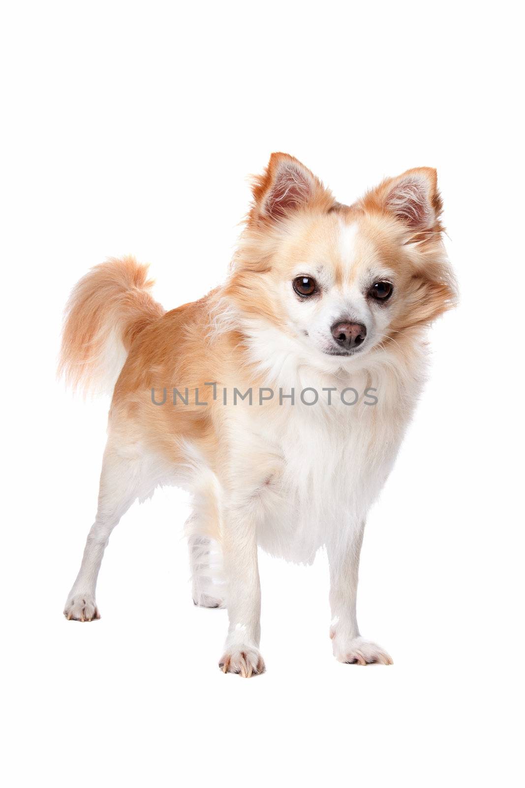 chihuahua dog by eriklam