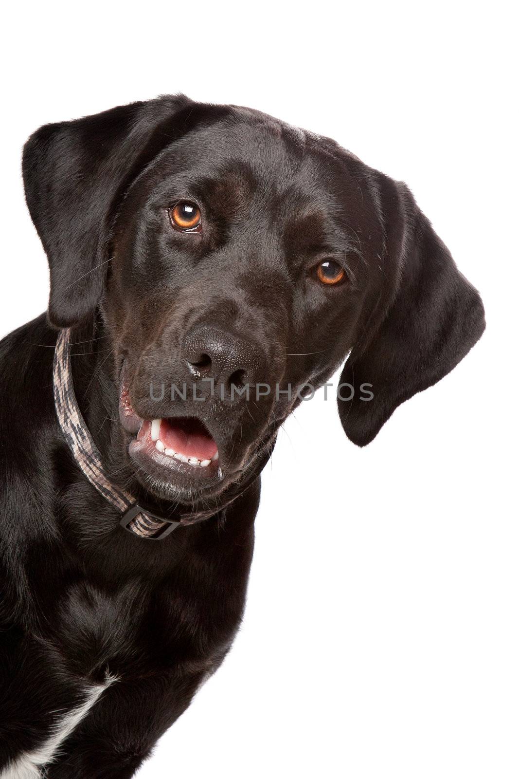 mixed breed lab cross - one year old isolated on white background