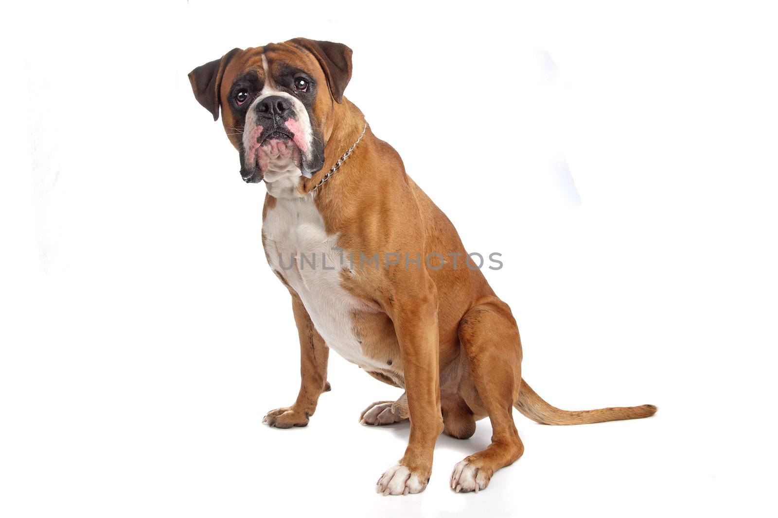 Boxer isolated on white by eriklam