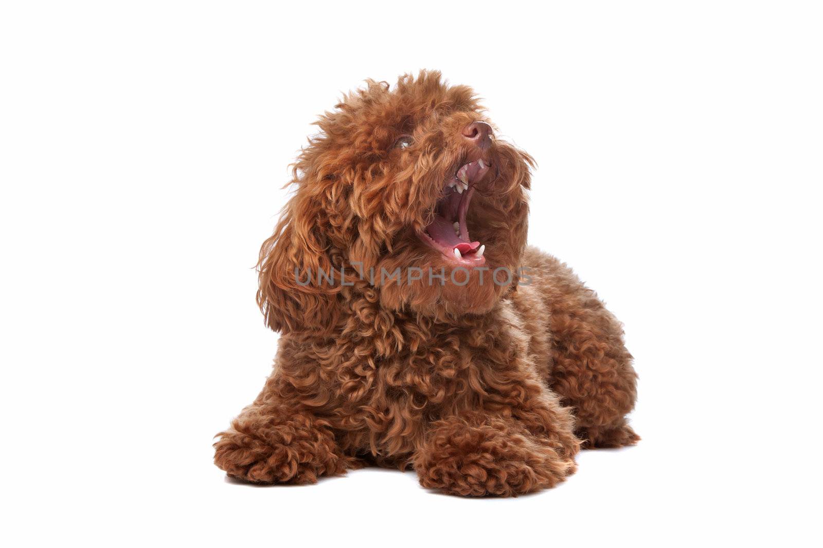 Brown toy poodle by eriklam