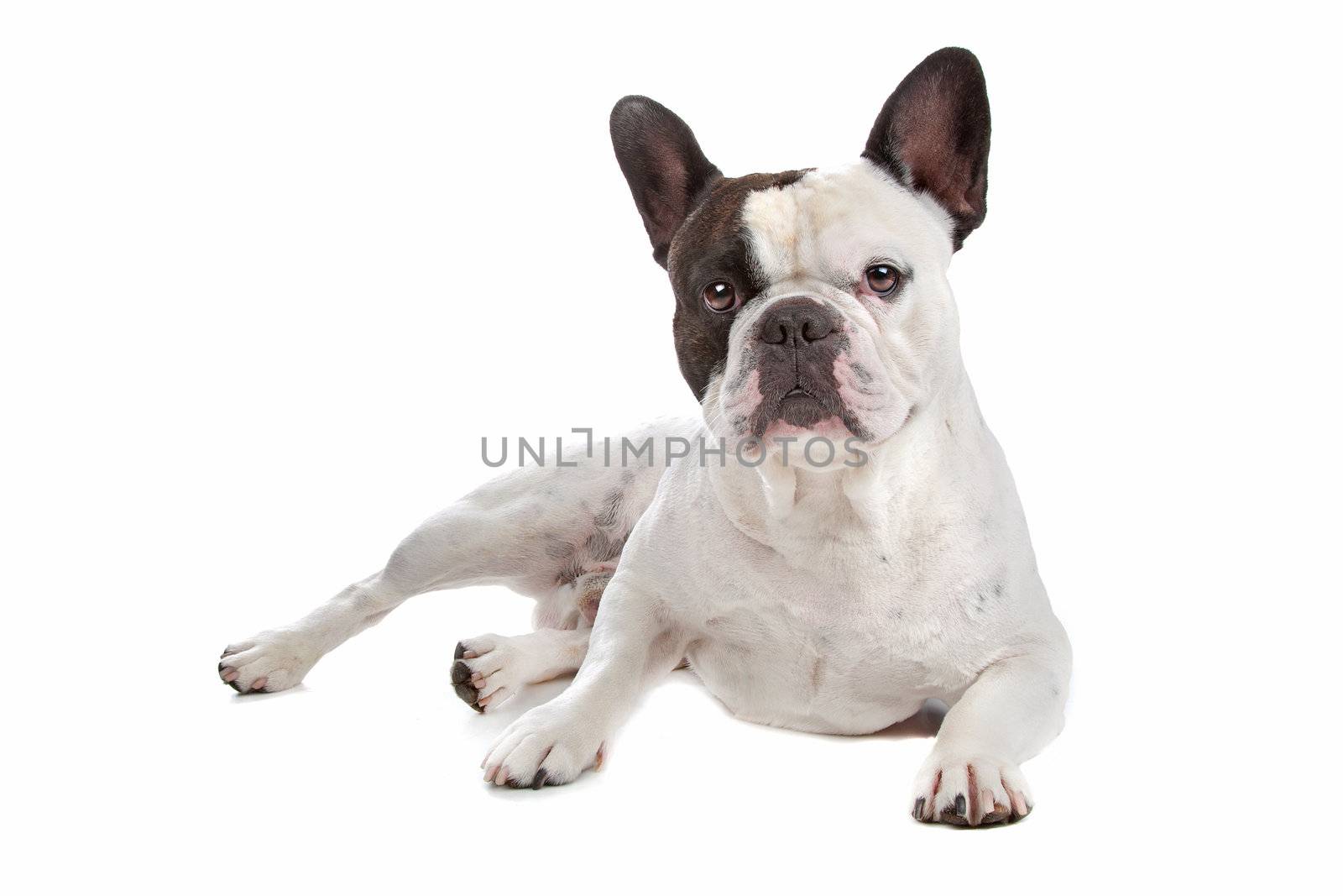 French Bulldog isolated on white by eriklam