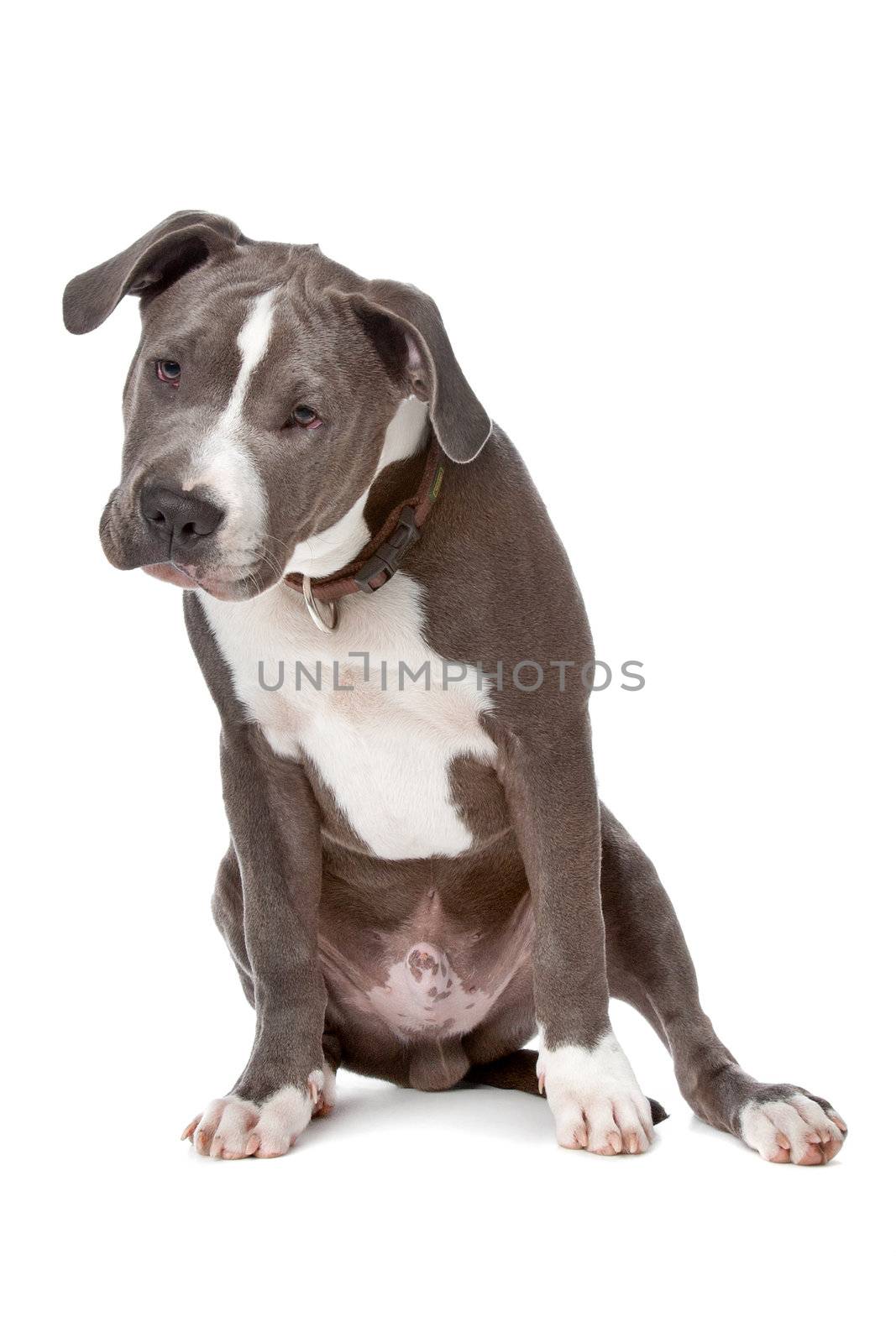 american staffordshire bull terrier by eriklam