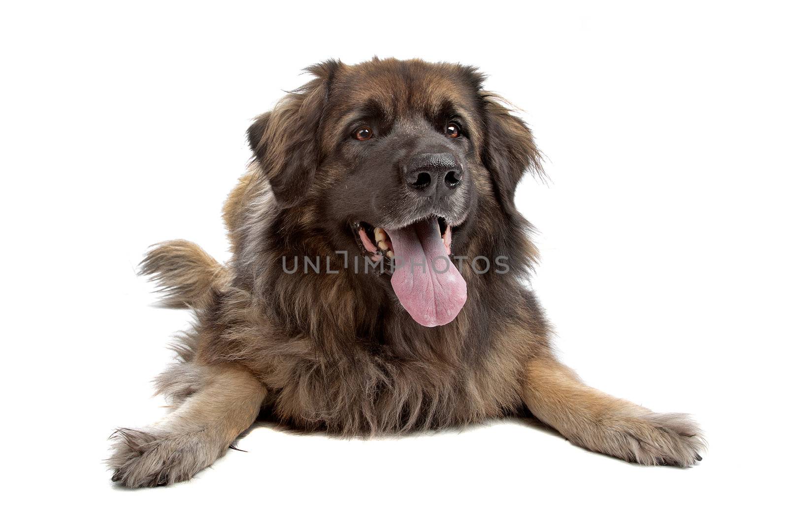 Leonberger isolated on white by eriklam