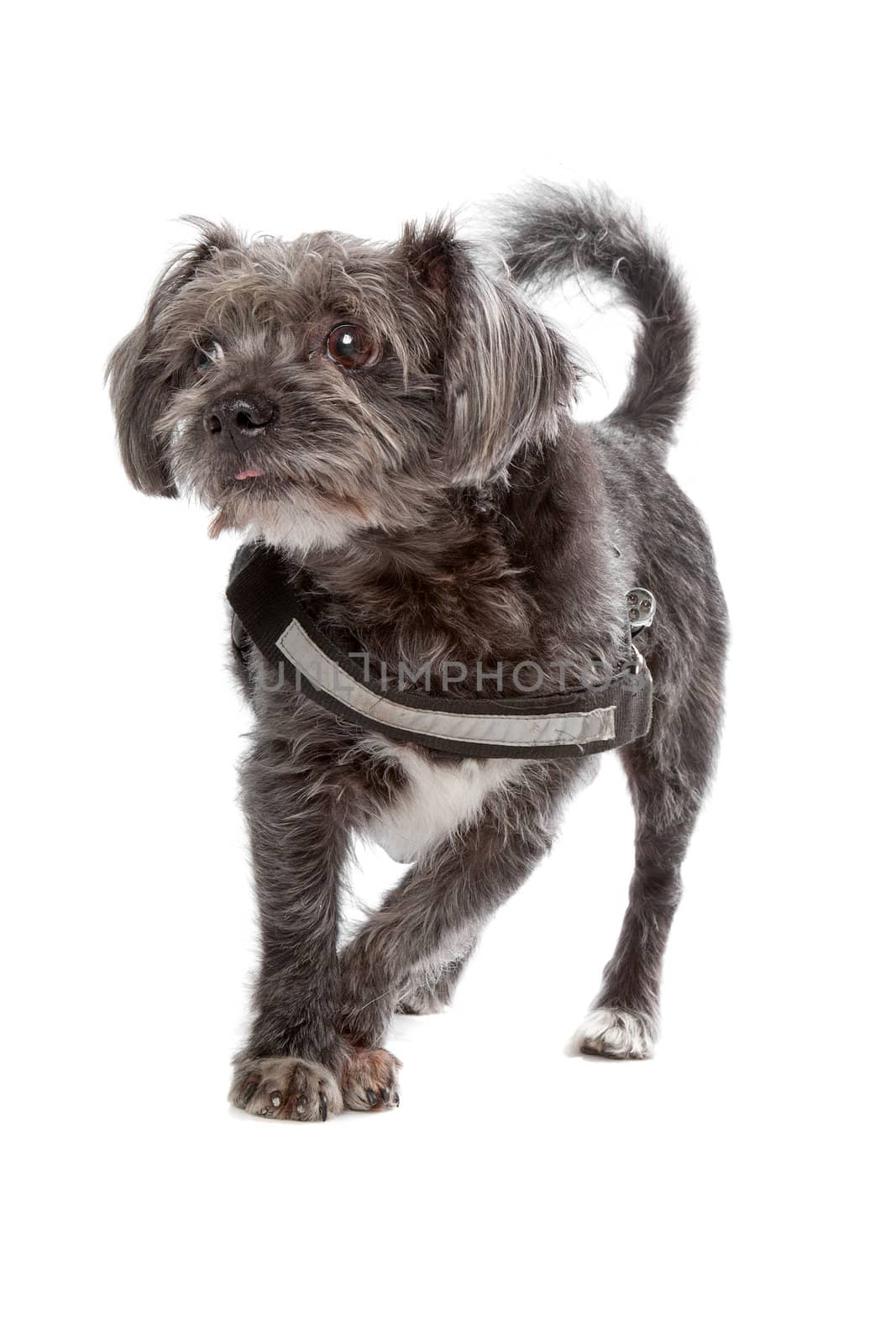 mixed breed dog isolated on a white background