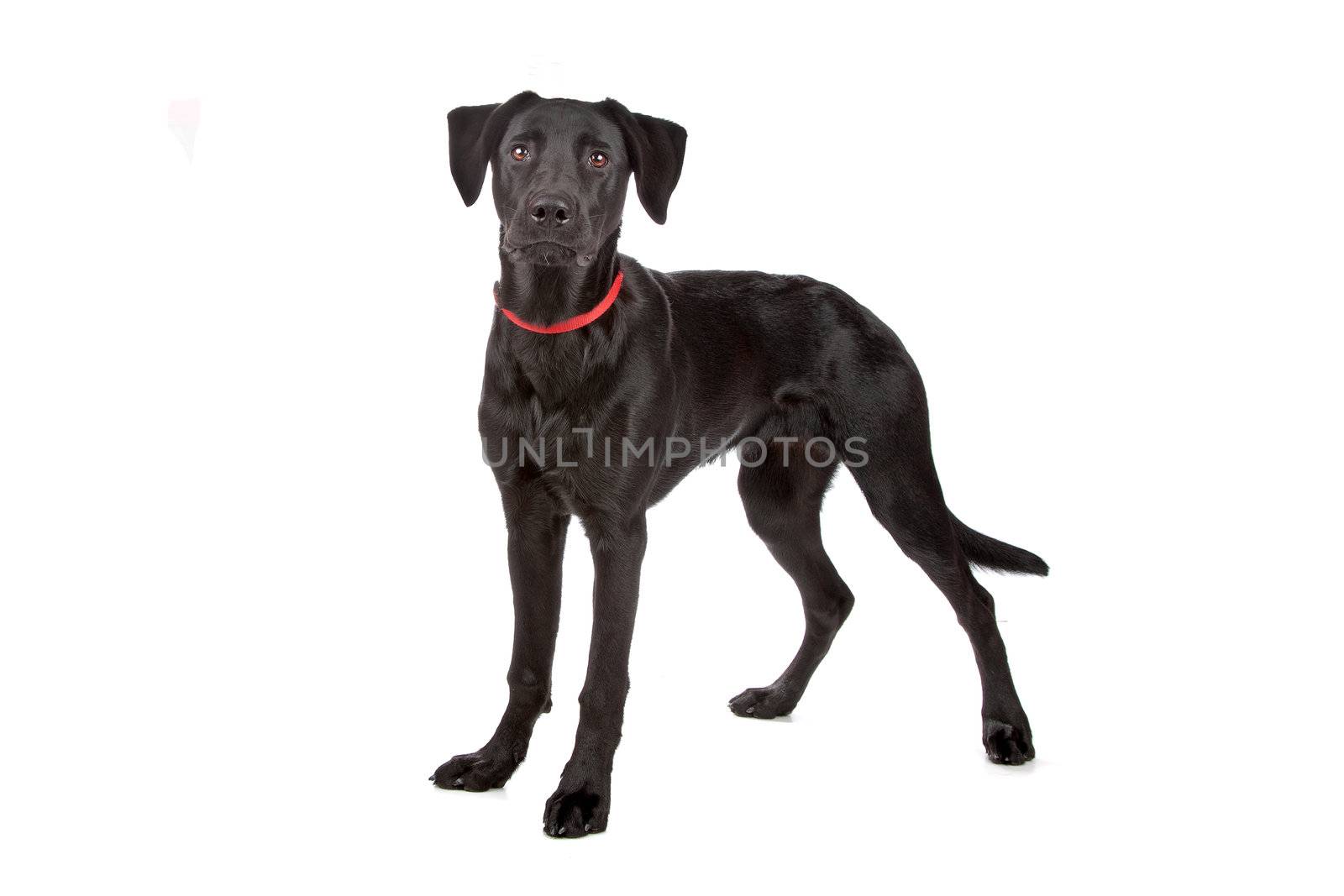 mixed breed puppy labrador/shepherd isolated on white