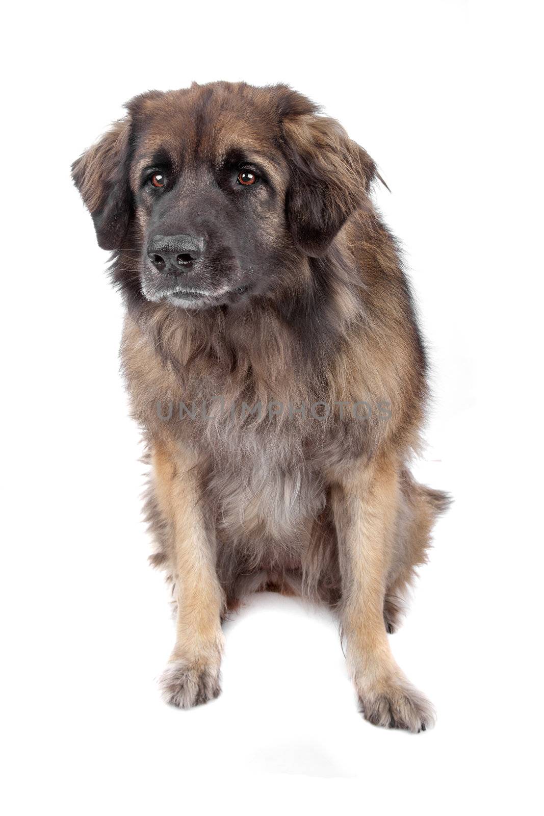 Leonberger isolated on white by eriklam
