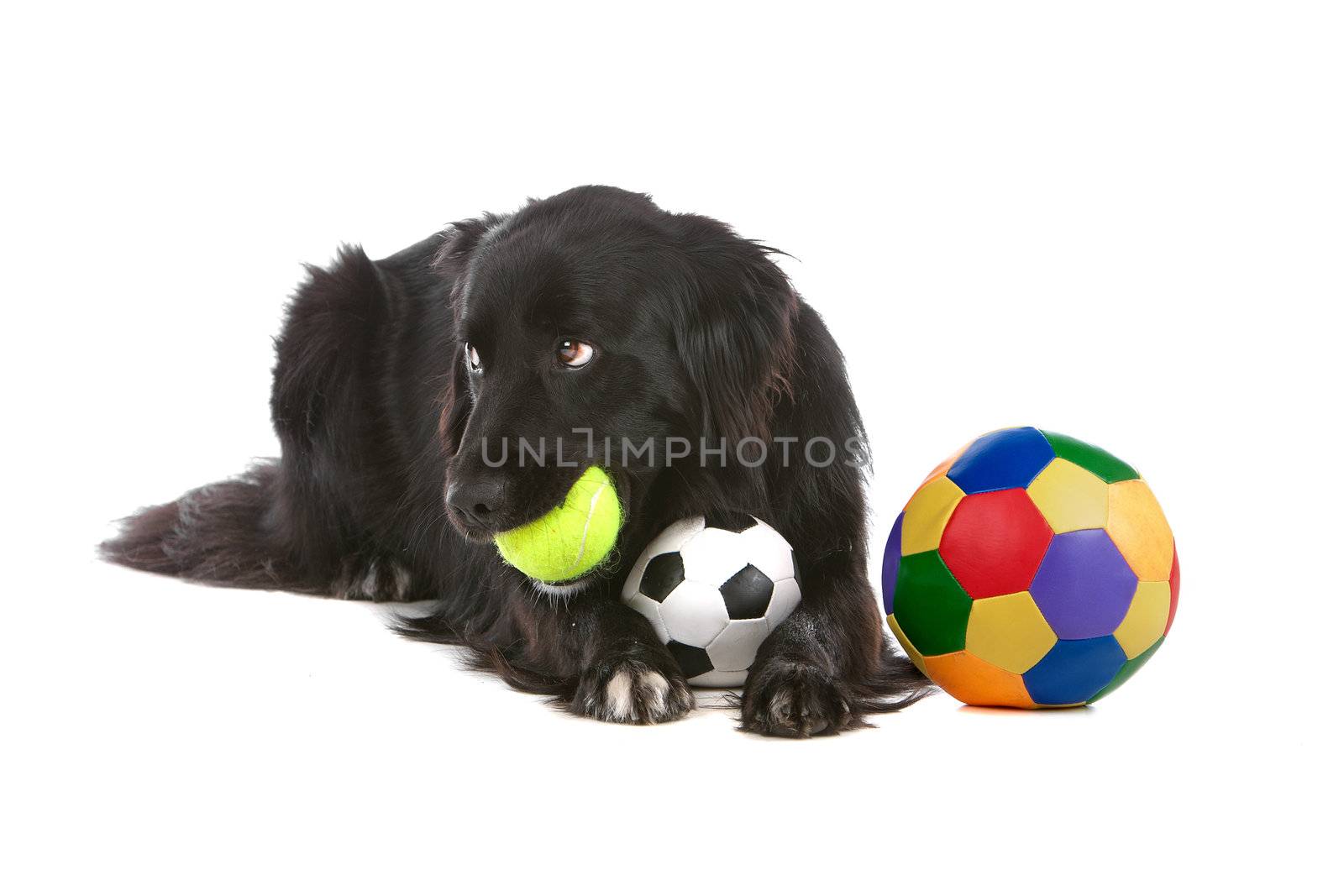 a border collie sheepdog isolated on a white background