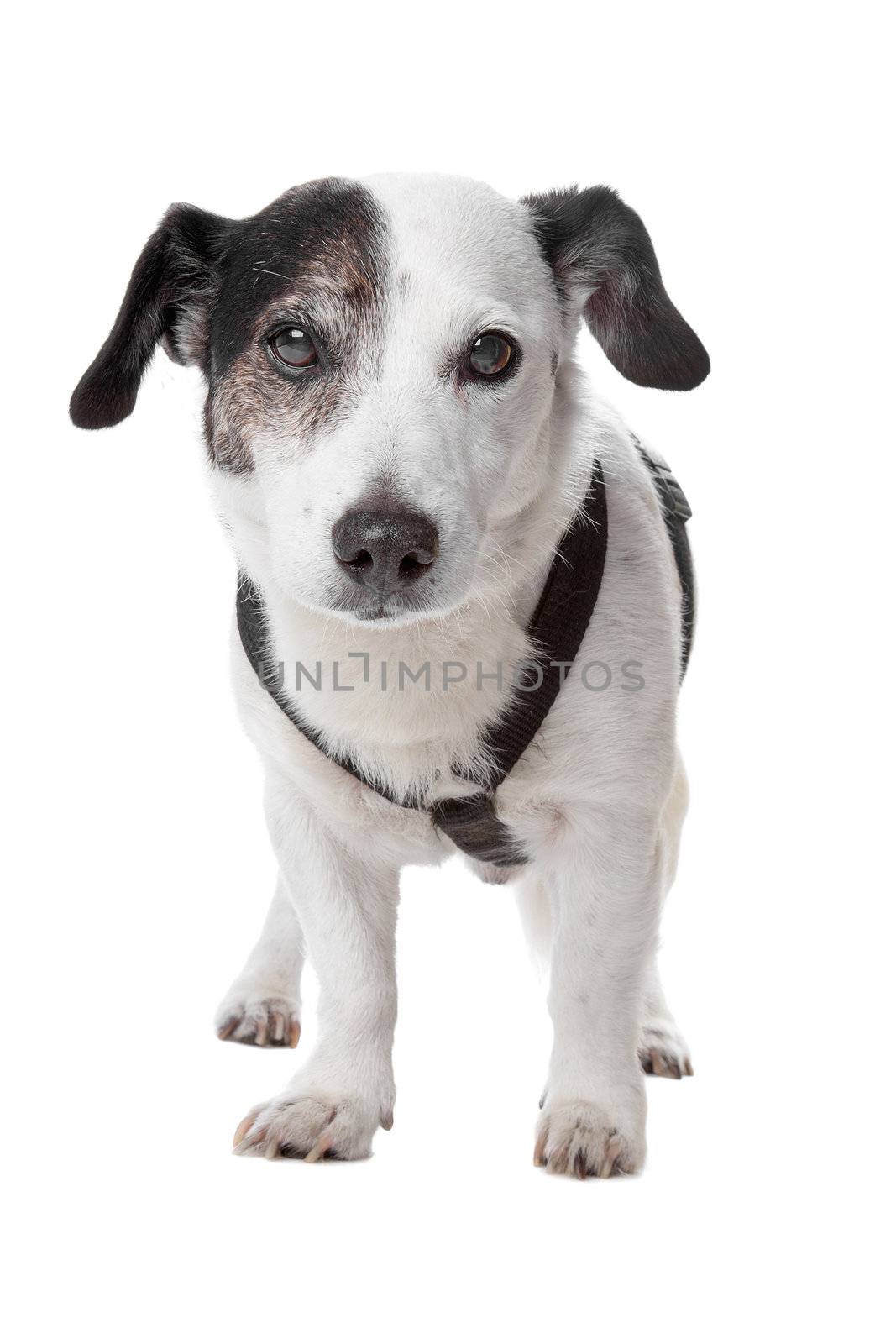 jack russel terrier by eriklam