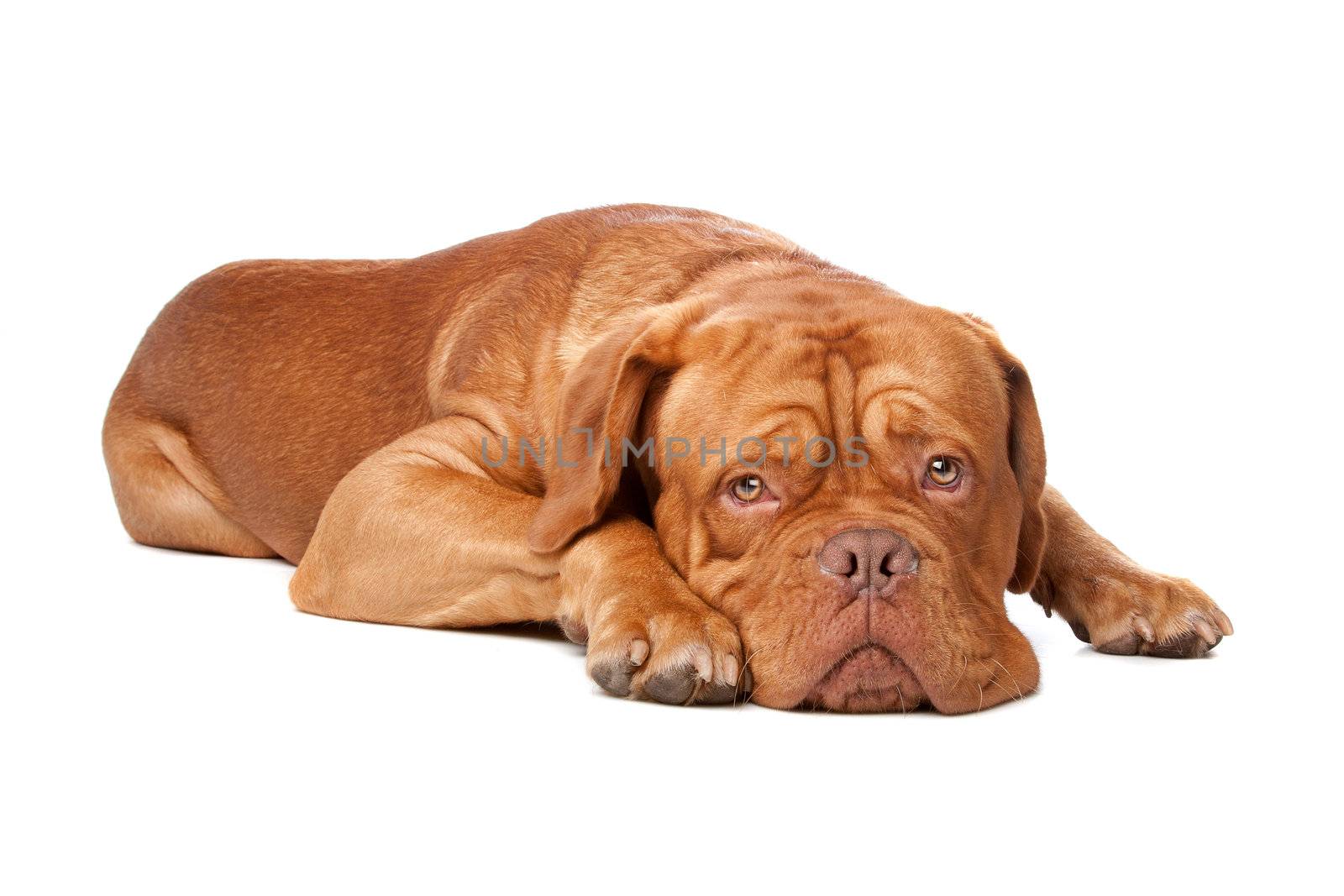 Dogue de Bordeaux (French mastiff). Isolated on white background