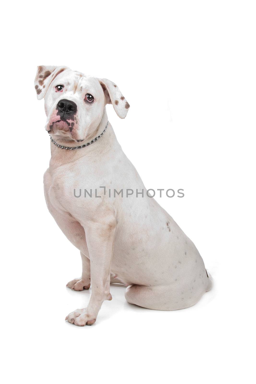 American Staffordshire Terrier by eriklam