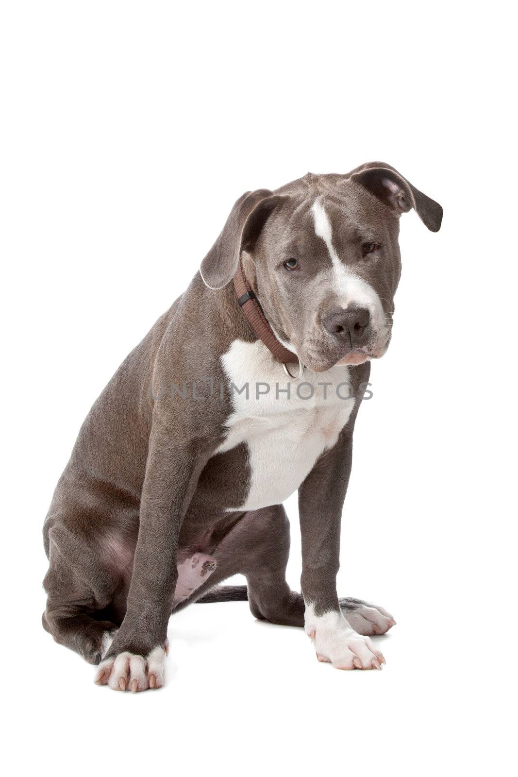 american staffordshire bull terrier by eriklam