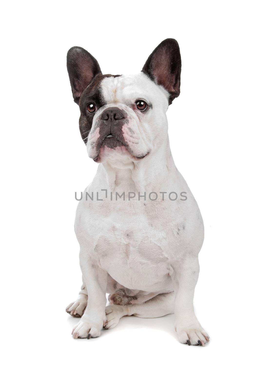 French Bulldog isolated on white by eriklam
