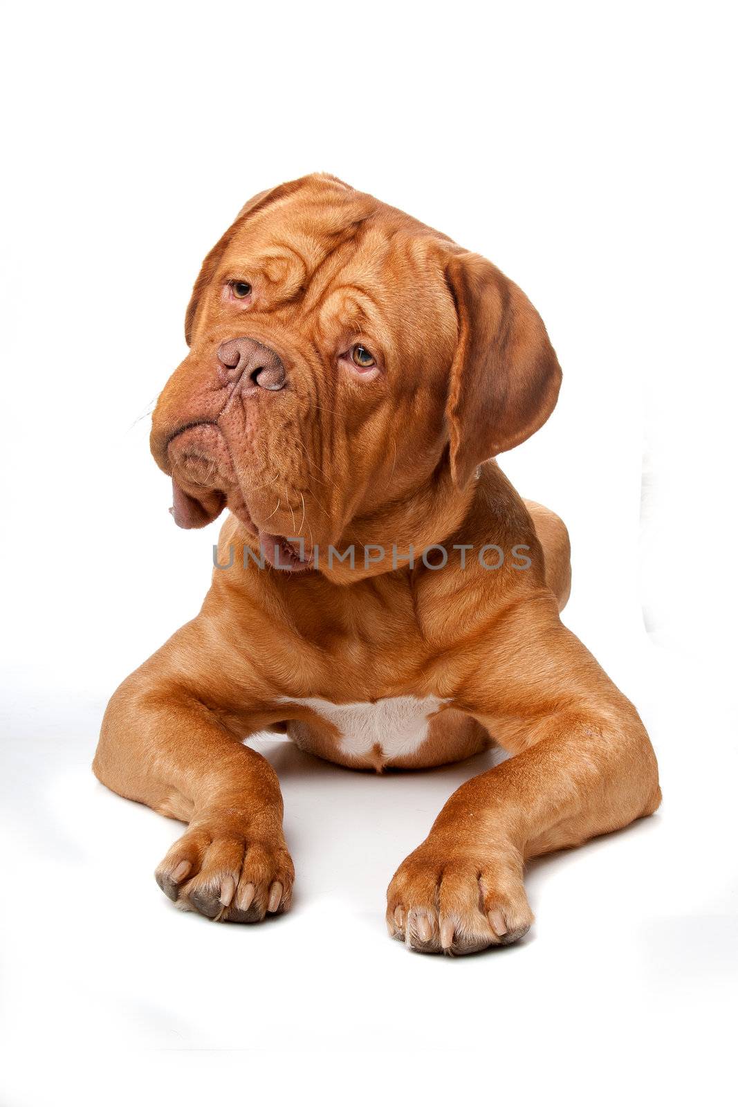 Dogue de Bordeaux (French mastiff) by eriklam