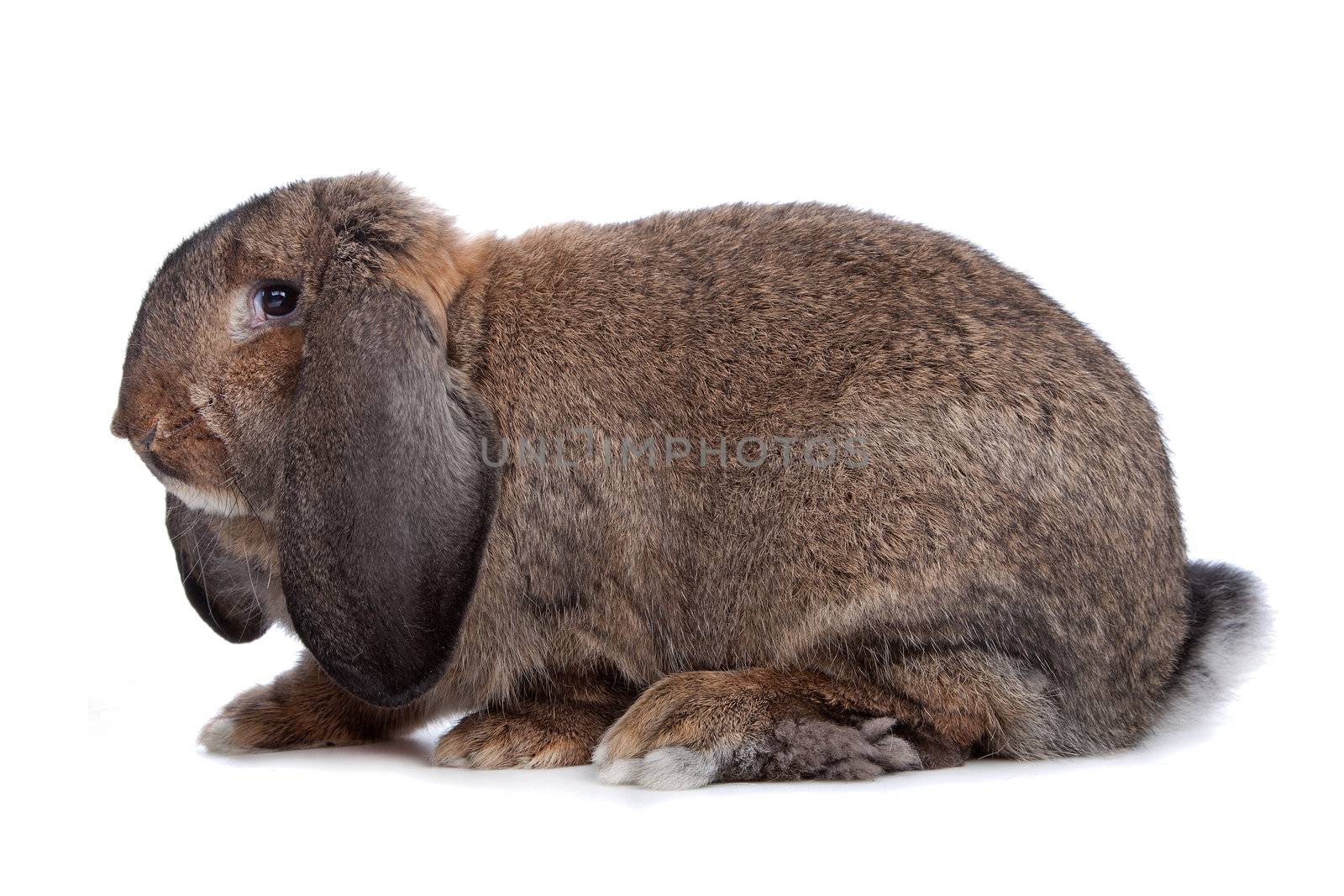 domestic rabbit by eriklam