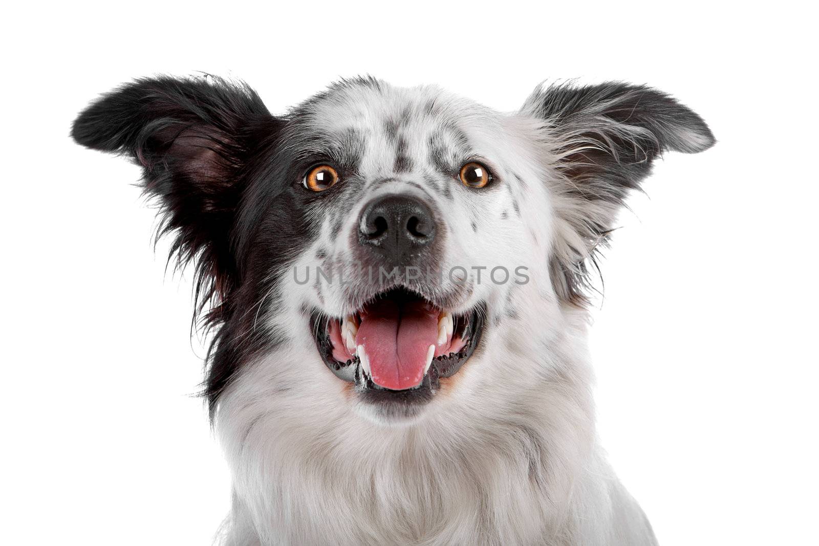 a border collie sheepdog isolated on a white background