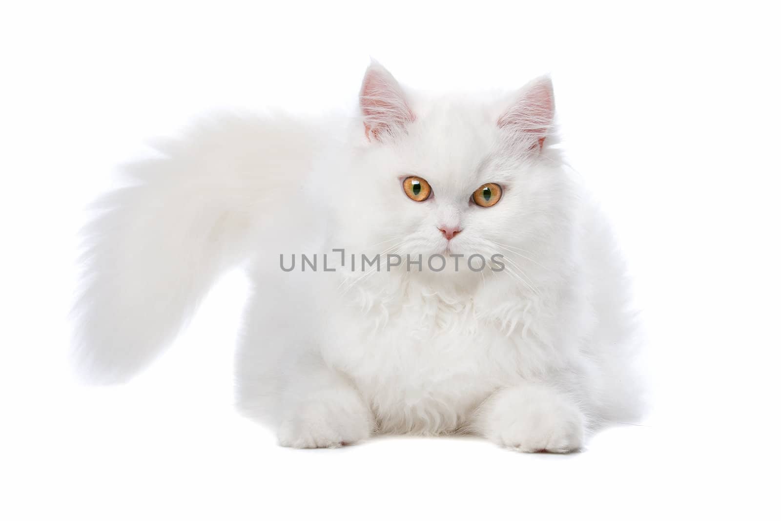 White cat with yellow eyes by eriklam