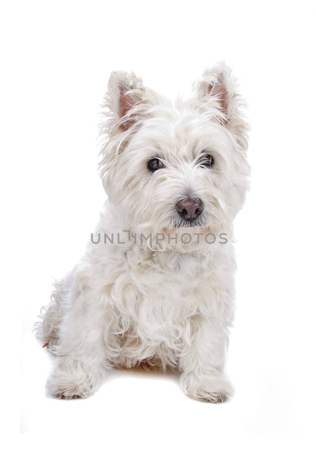 West Highland White Terrier by eriklam