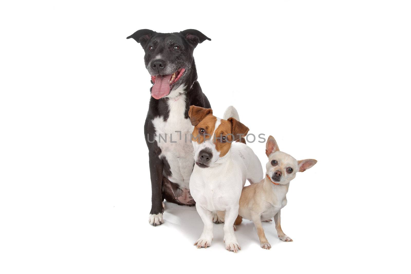 small group of dogs isolated on white