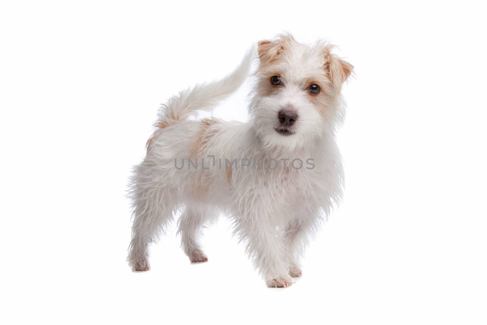 long haired Jack Russel terrier isolated on a white background
