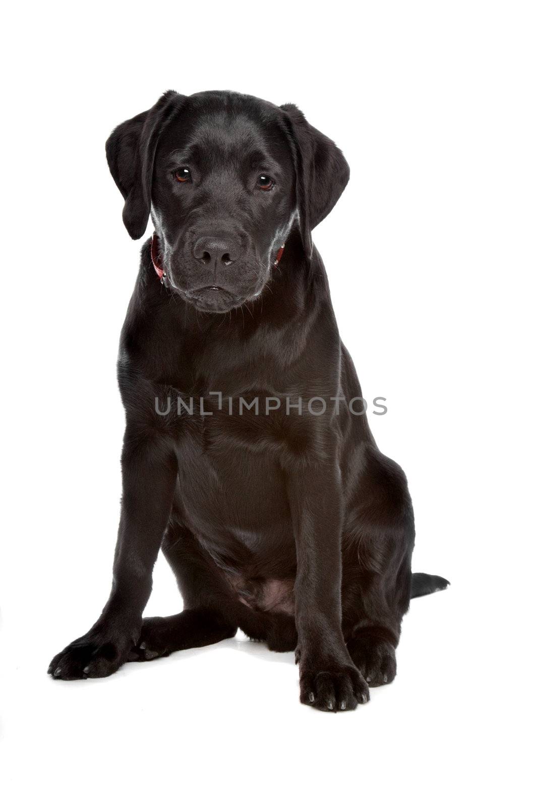 black Labrador isolated on a white background