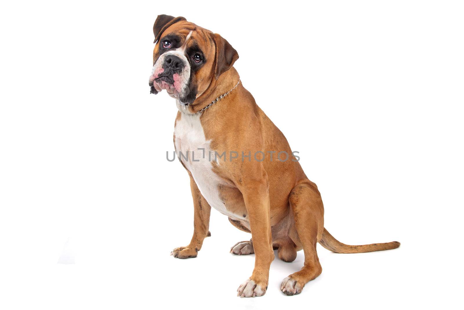 Boxer isolated on white