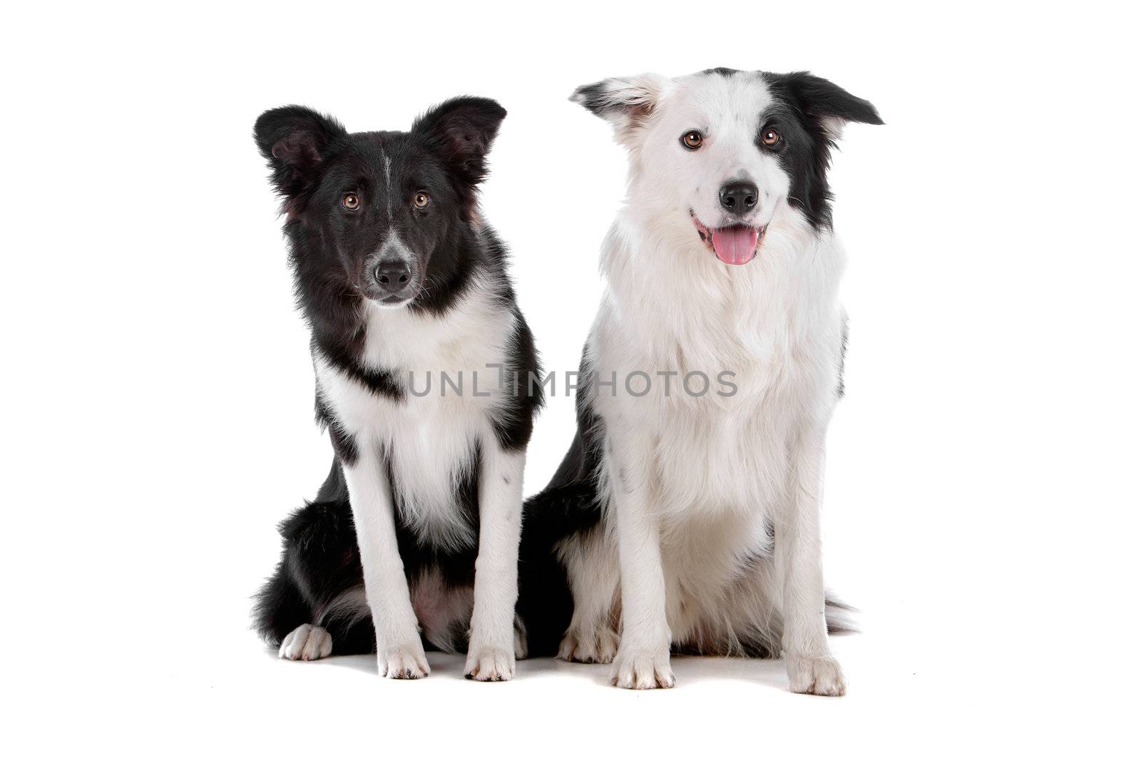 two border collie sheepdogs isolated on a white background