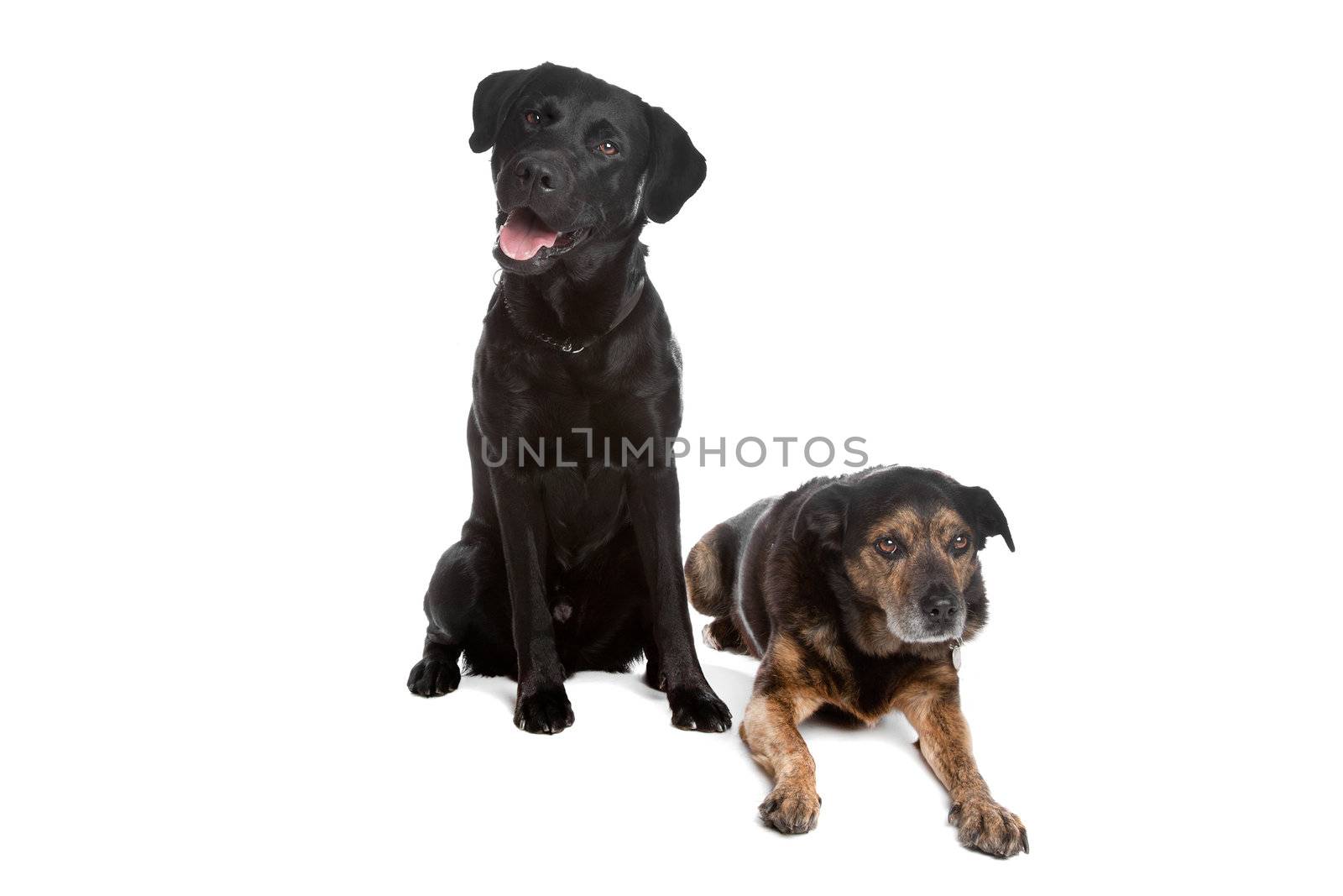 black Labrador and a mixed breed dog over white