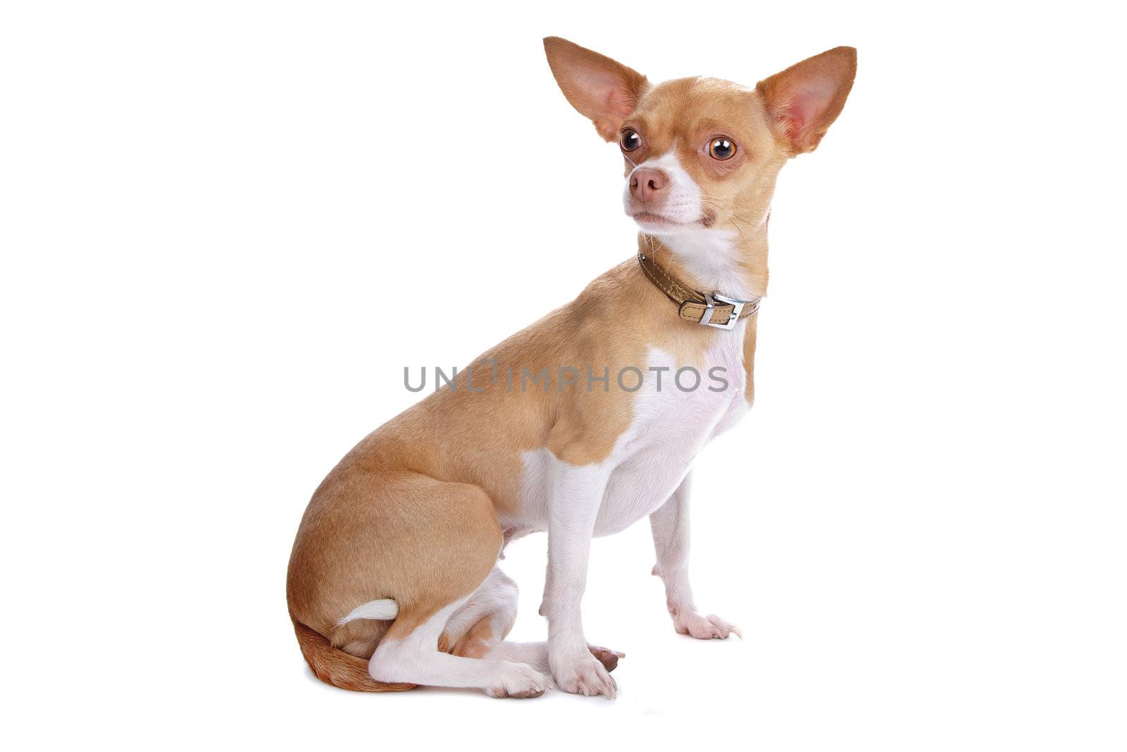 chihuahua dog isolated on white