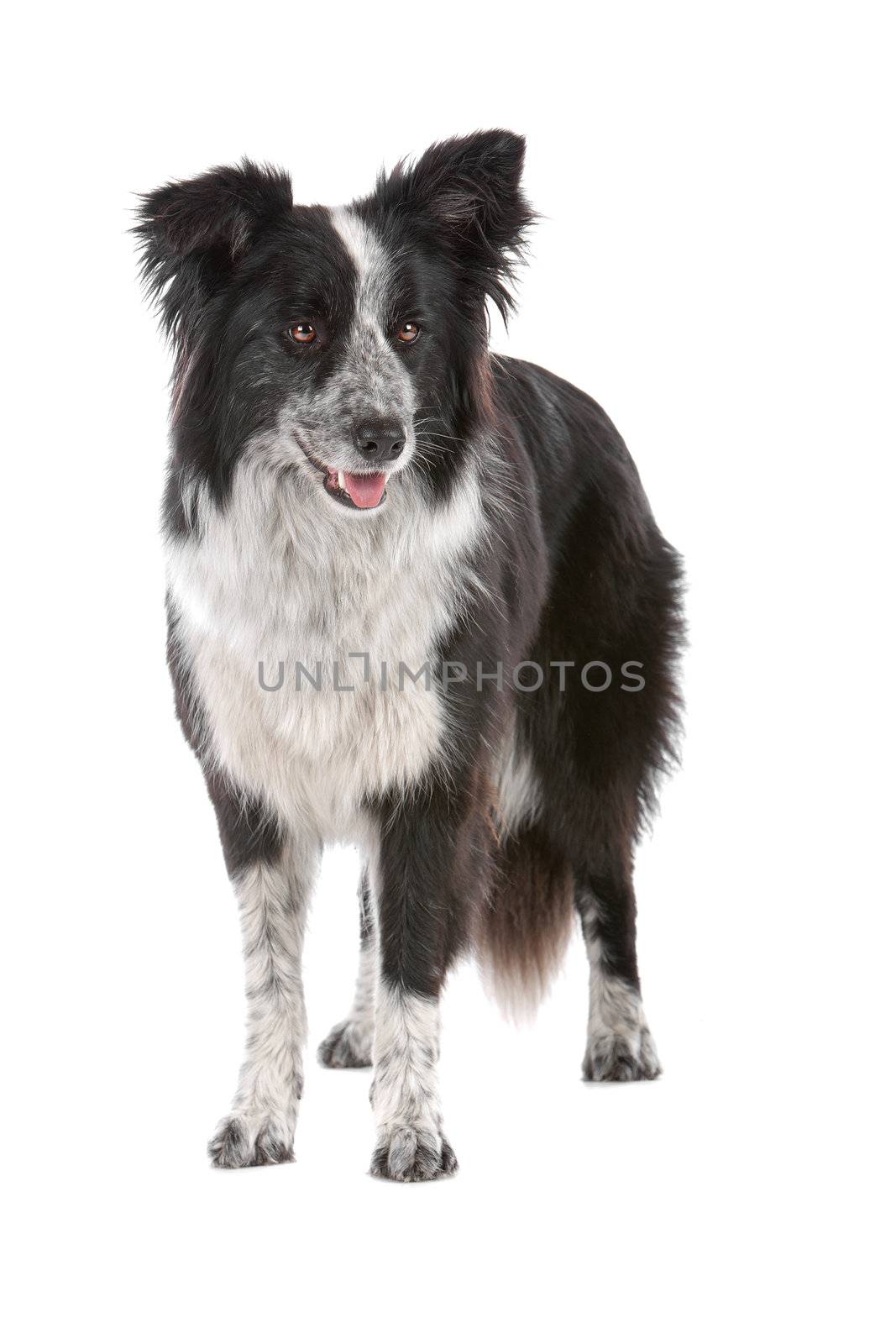 a border collie sheepdog isolated on a white background