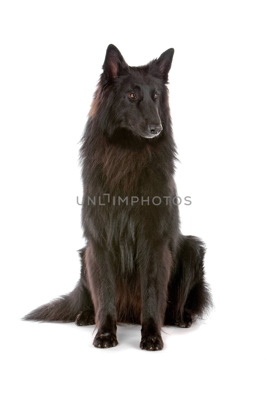Groenendaeler or black long haired Belgium shepherd by eriklam