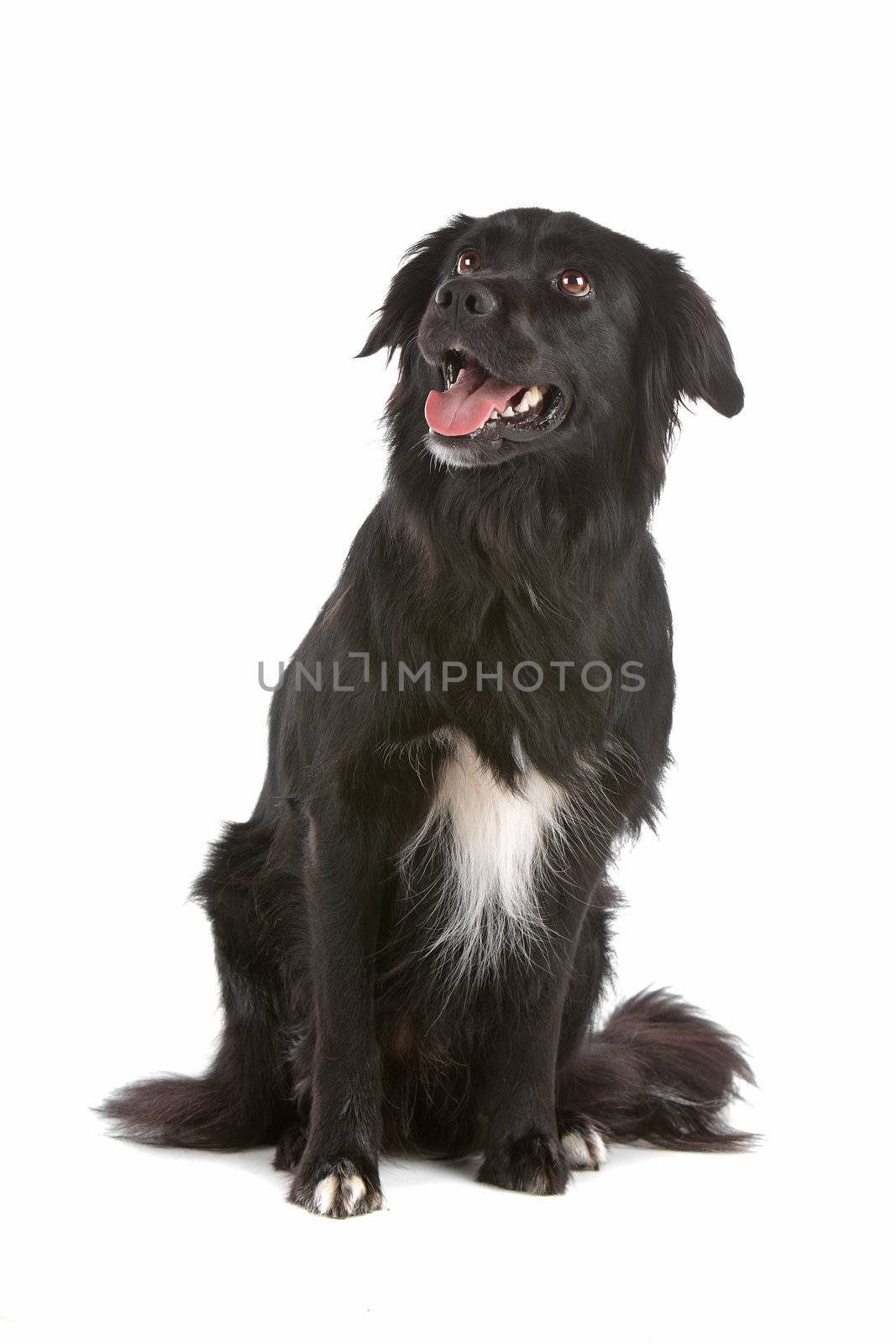 a border collie sheepdog isolated on a white background