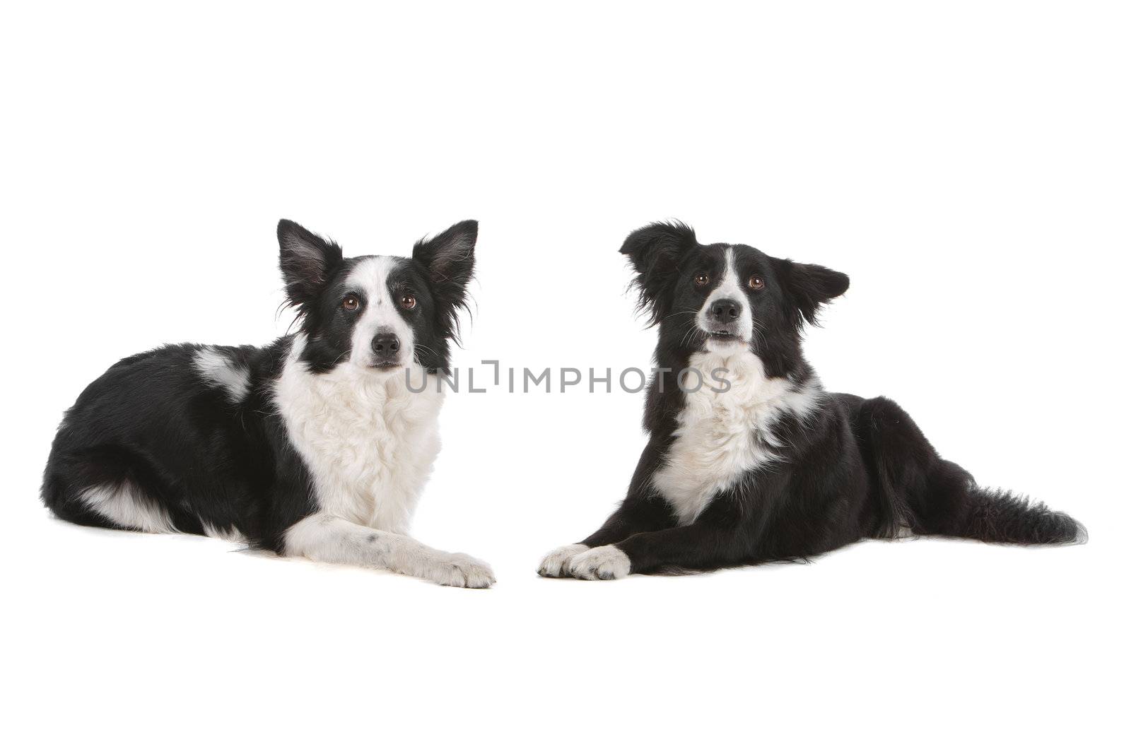 two border collie sheepdogs by eriklam
