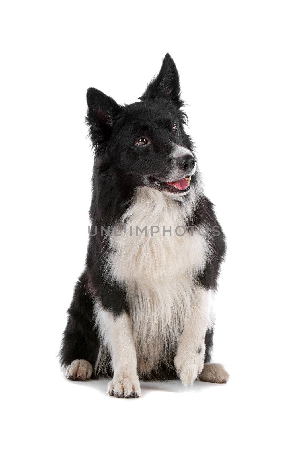 a border collie sheepdog isolated on a white background