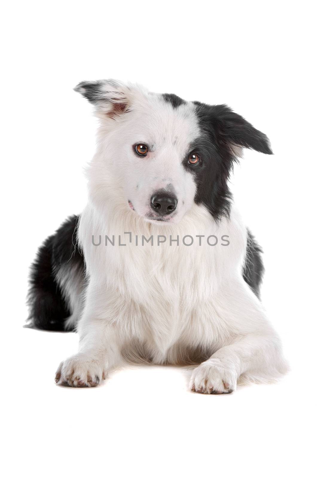 a border collie sheepdog isolated on a white background