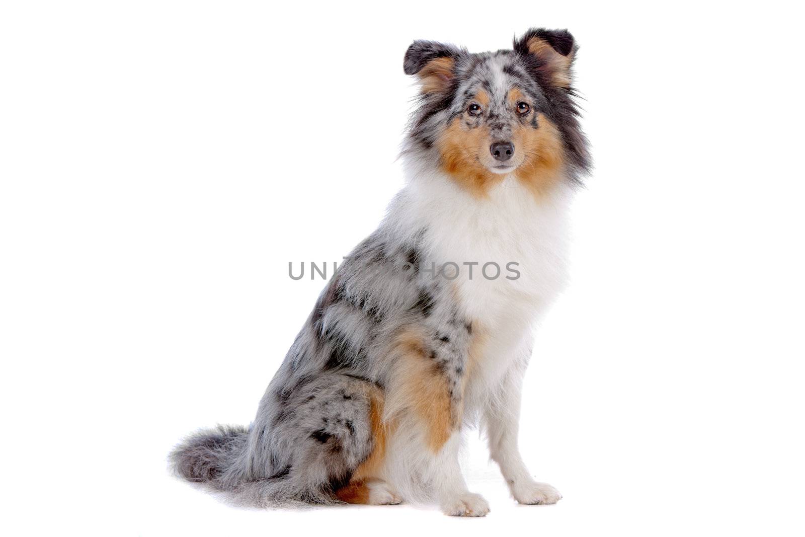 Shetland Sheepdog, Sheltie dog isolated on a white background