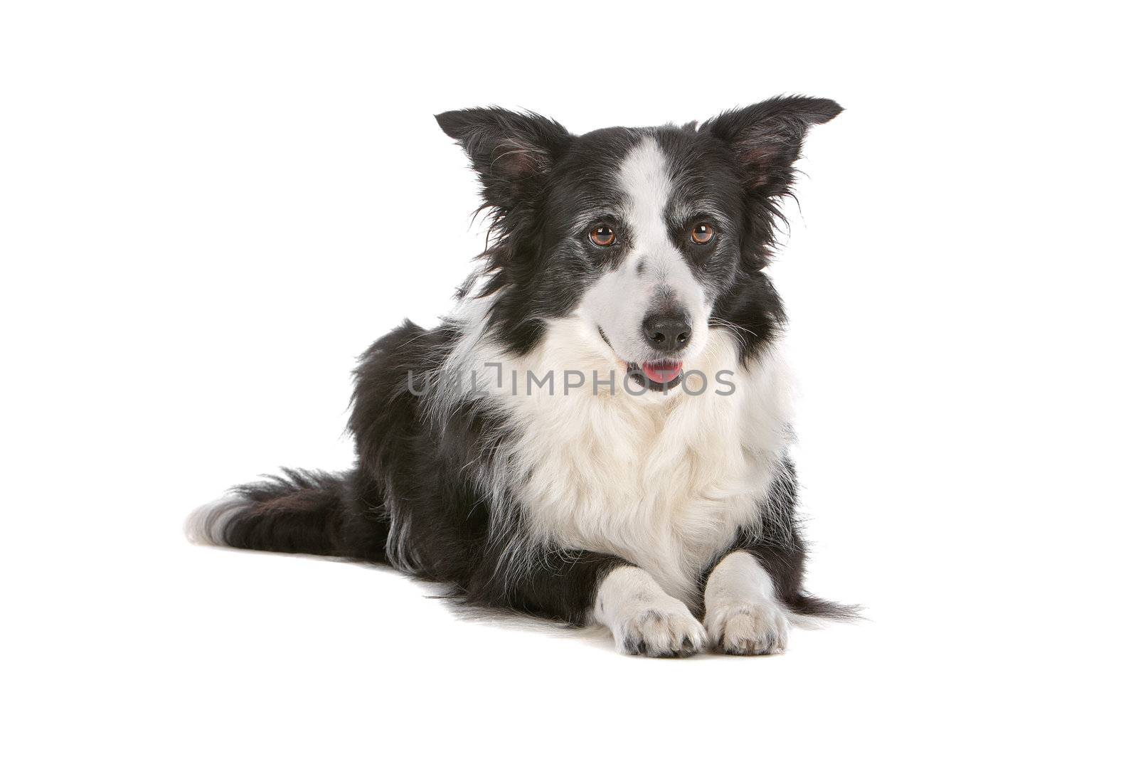 a border collie sheepdog isolated on a white background