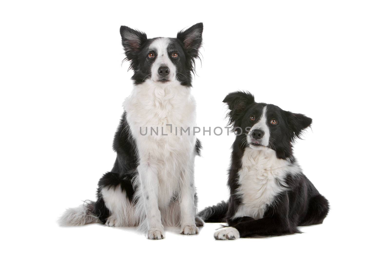 two border collie sheepdogs by eriklam
