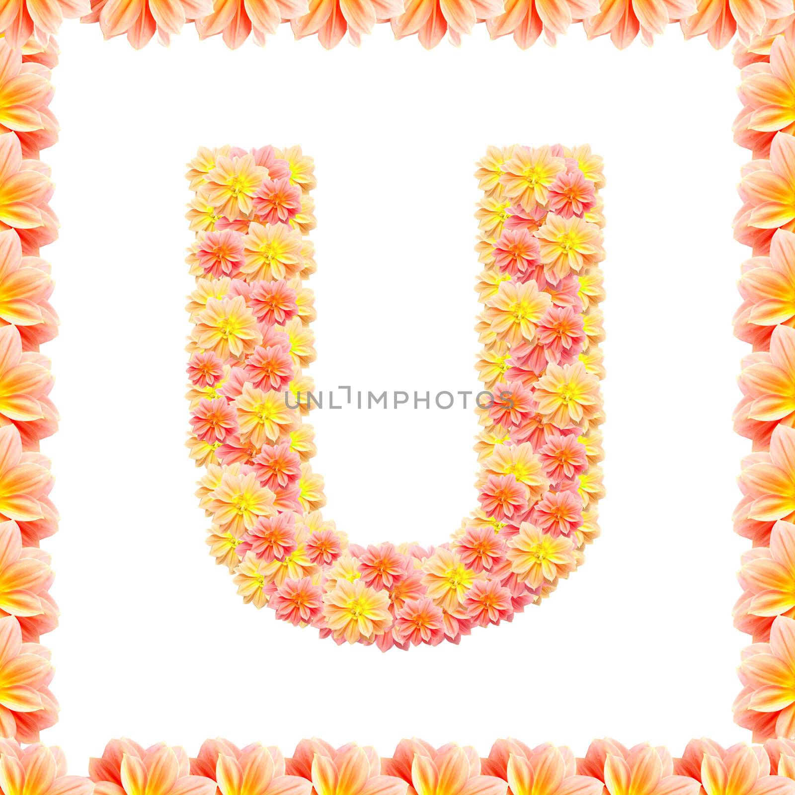 U,flower alphabet isolated on white with flame by jakgree