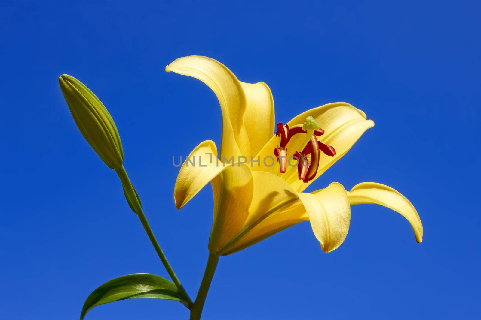 Yellow lily close-up by qiiip