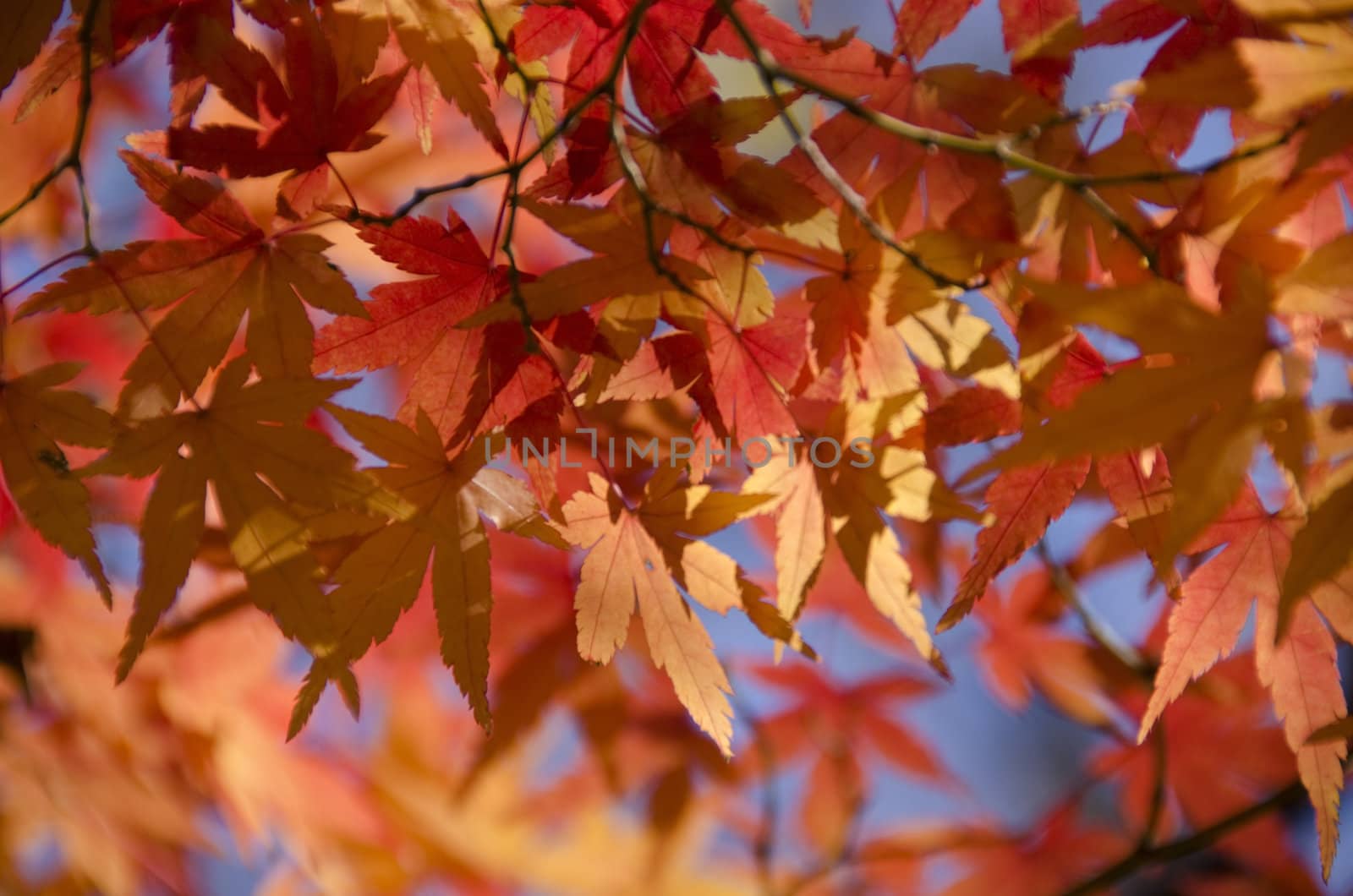 A branch of yellow red leaves of japanese maple in backlight, in front of a blue sky