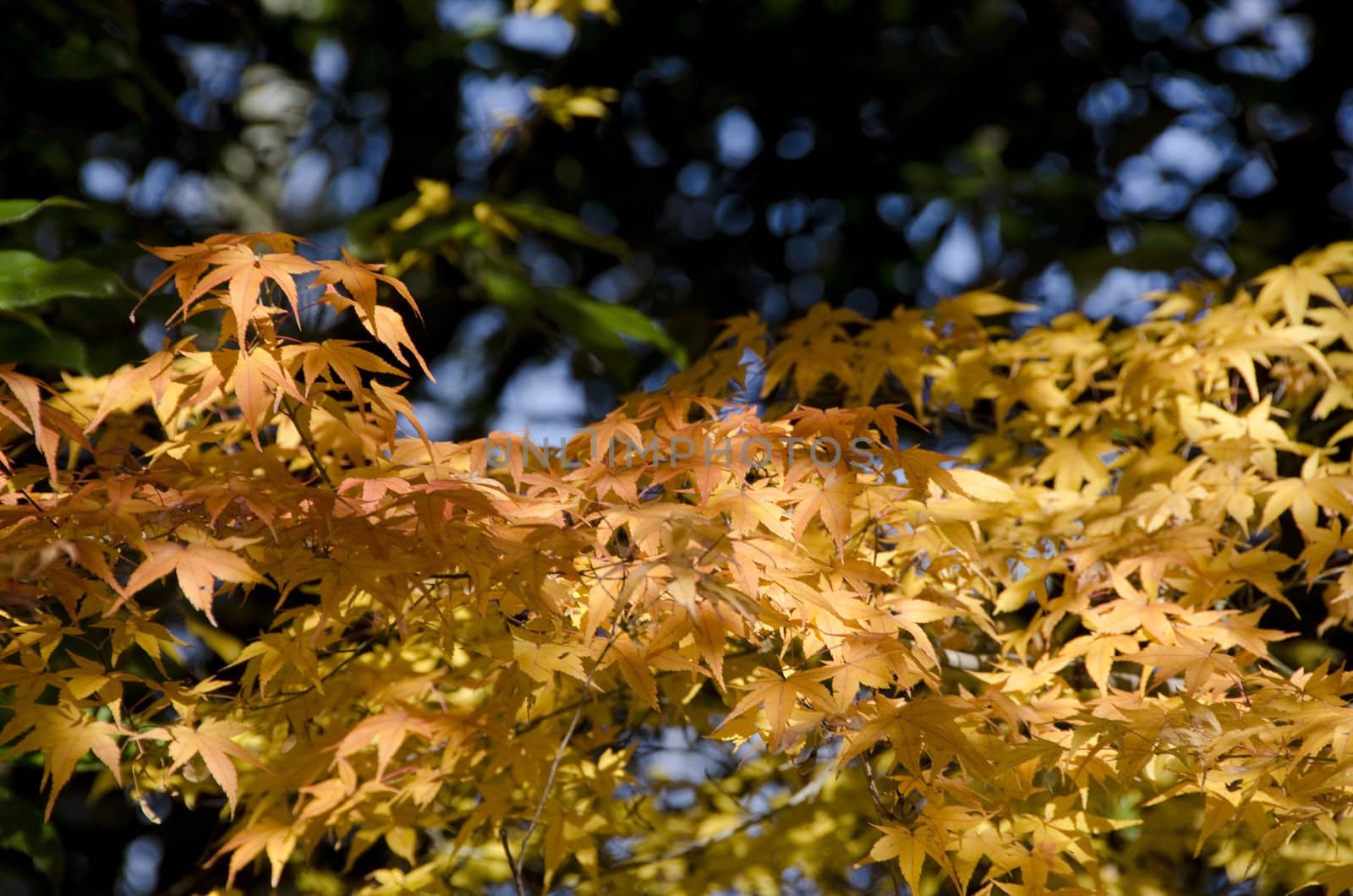 A branch of yellow leaves of japanese maple in backlight, in front of a blue sky