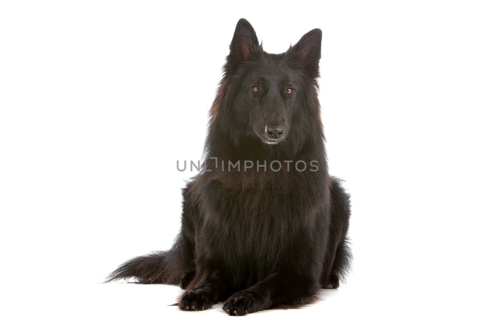 Groenendaeler or black long haired Belgium shepherd by eriklam