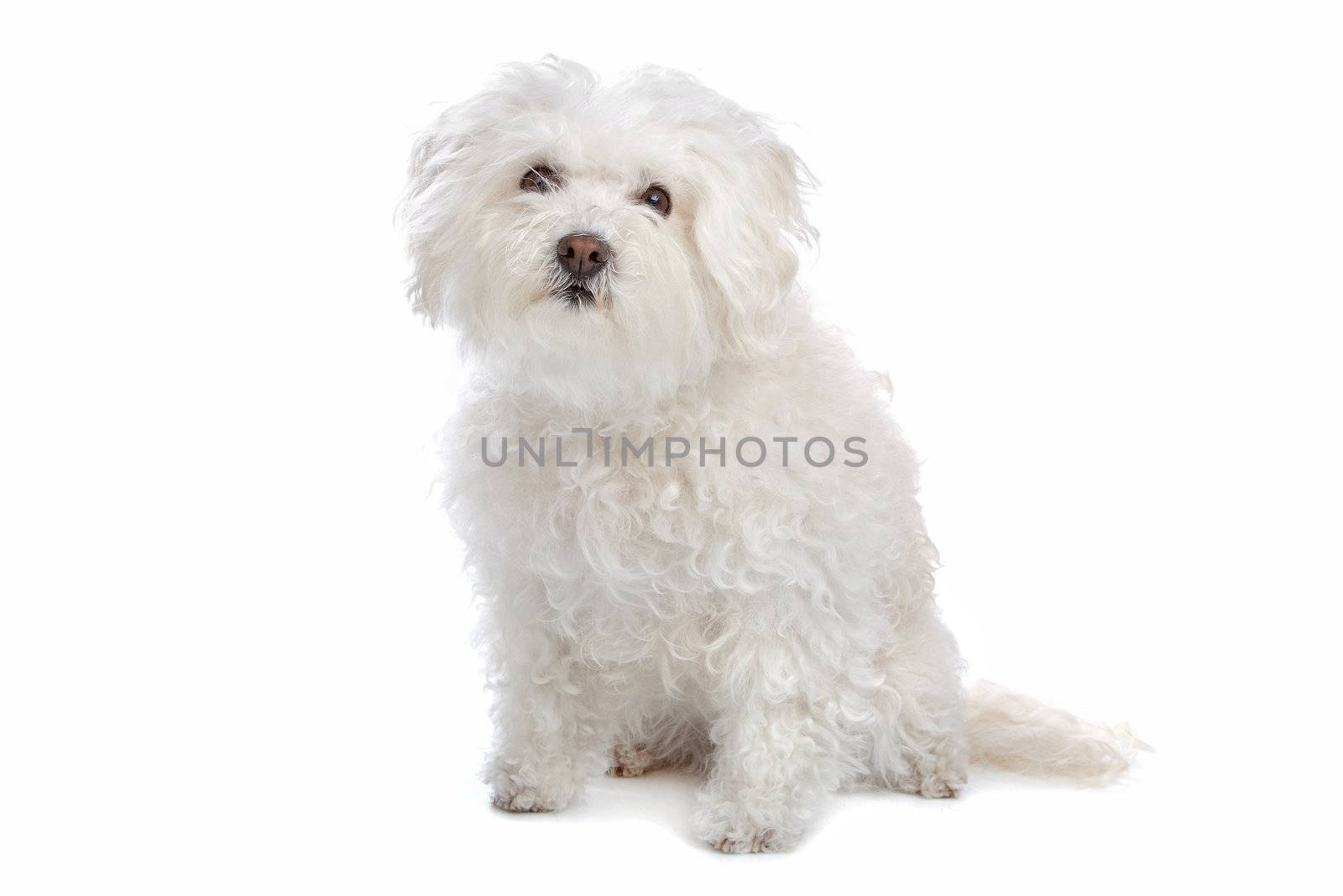 bolognezer(Bichon group) isolated on white