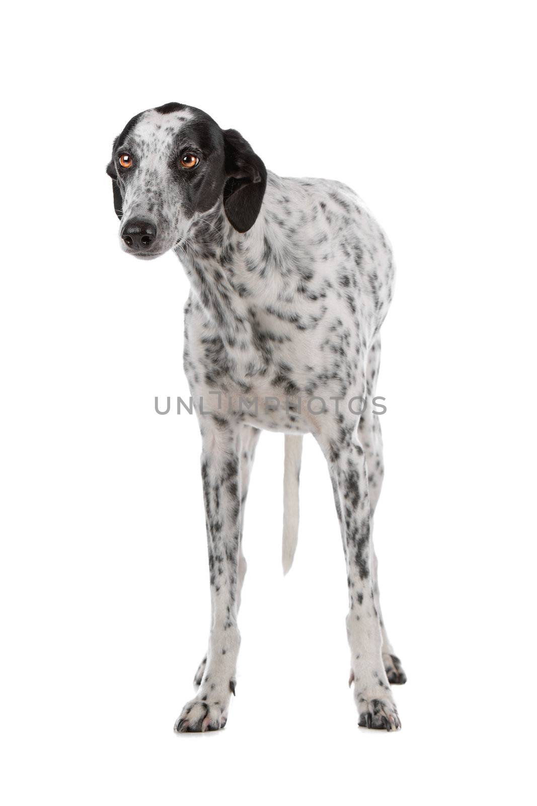 white Greyhound dog with black spots by eriklam