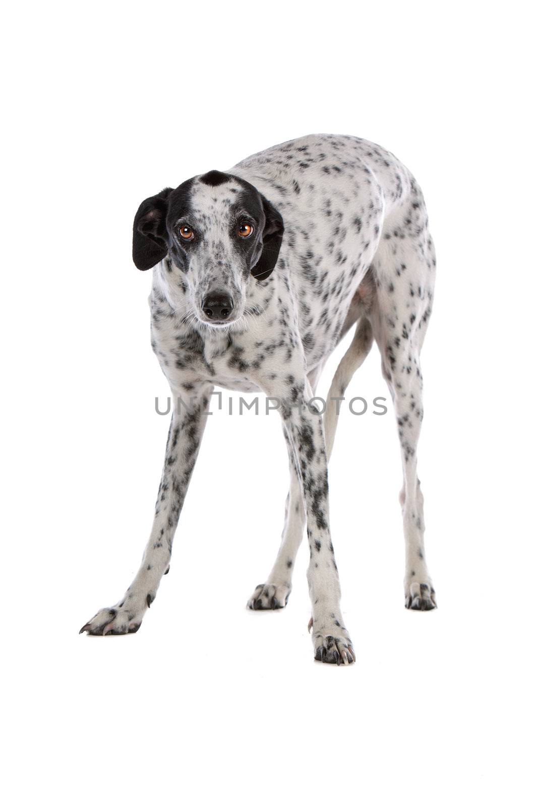 white Greyhound dog with black spots by eriklam