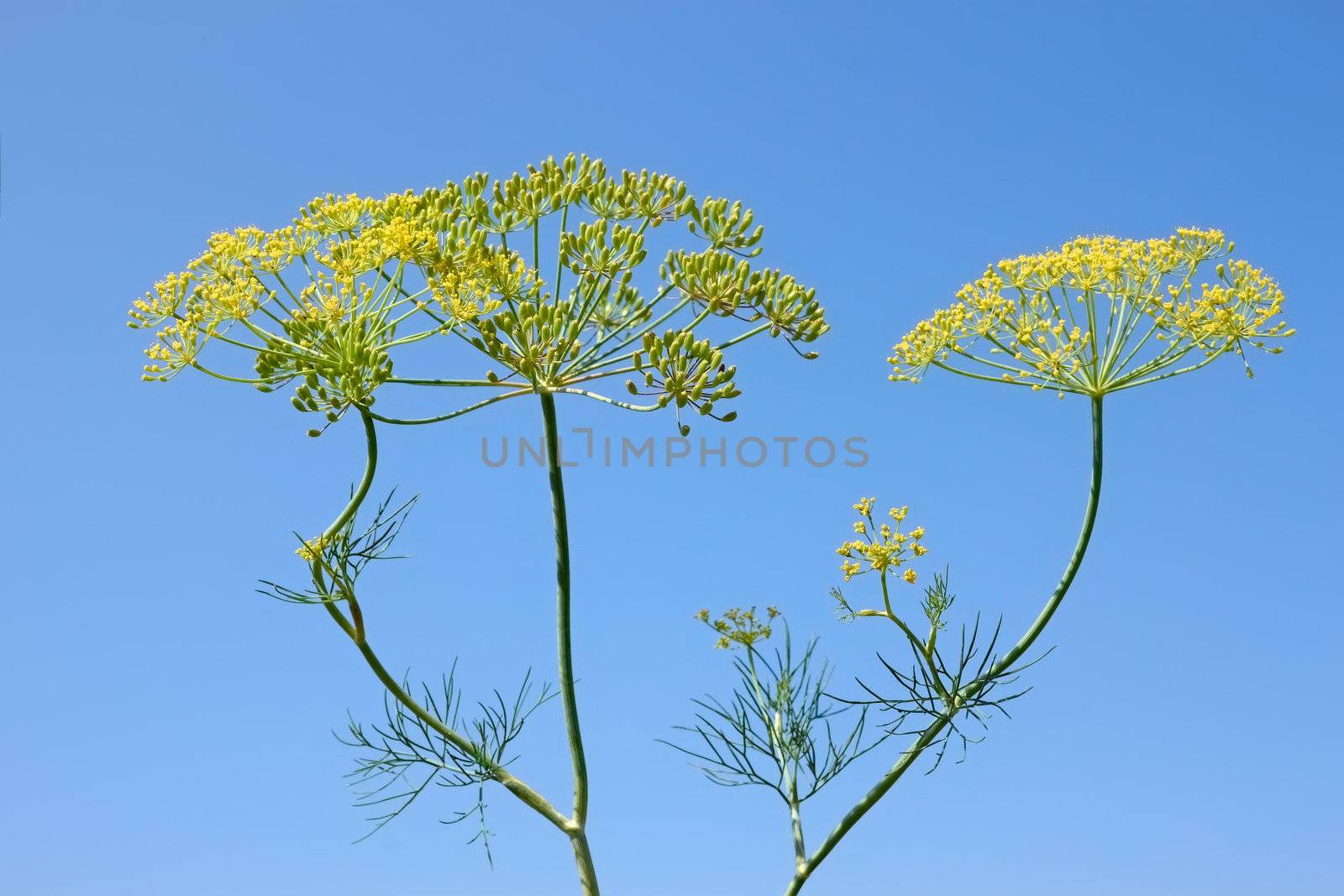 Fennel Inflorescences by qiiip