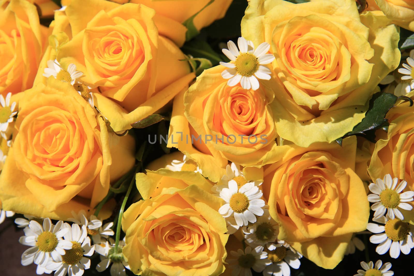 Yellow rose and matricaria bouquet in full sunlight